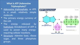 Biology 2 Q2 week 15 the ATP-ADP cycle.pptx