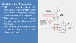 Biology 2 Q2 week 15 the ATP-ADP cycle.pptx