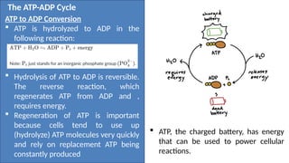 Biology 2 Q2 week 15 the ATP-ADP cycle.pptx