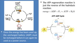 Biology 2 Q2 week 15 the ATP-ADP cycle.pptx