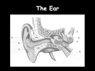 The Ear
 