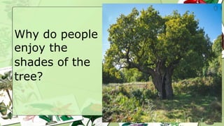 Why do people
enjoy the
shades of the
tree?
 