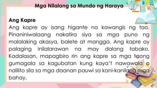 Mga Nilalang sa Mundo ng Haraya
Ang Kapre
Ang kapre ay isang higante na kawangis ng tao.
Pinaniniwalaang nakatira siya sa mga puno ng
malalaking akasya, balete at mangga. Ang kapre ay
palaging inilalarawan na may dalang tabako.
Kadalasan, mapagbiro rin ang kapre sa mga taong
gumagala sa kagubatan kung kaya’t nawawala o
nalilito sila sa mga daanan pauwi sa kani-kanilang mga
bahay.
 