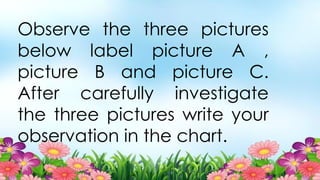 Observe the three pictures
below label picture A ,
picture B and picture C.
After carefully investigate
the three pictures write your
observation in the chart.
 