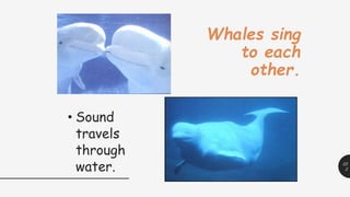 22
2
Whales sing
to each
other.
• Sound
travels
through
water.
 