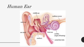 Human Ear
 