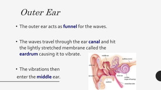Outer Ear
• The outer ear acts as funnel for the waves.
• The waves travel through the ear canal and hit
the lightly stretched membrane called the
eardrum causing it to vibrate.
• The vibrations then
enter the middle ear.
 