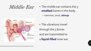 Middle Ear • The middle ear contains the 3
smallest bones in the body.
– hammer, anvil, stirrup
• The vibrations travel
through the 3 bones
and are transmitted to
a liquid-filled inner ear.
 