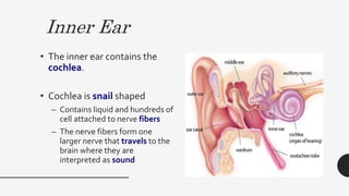 Inner Ear
• The inner ear contains the
cochlea.
• Cochlea is snail shaped
– Contains liquid and hundreds of
cell attached to nerve fibers
– The nerve fibers form one
larger nerve that travels to the
brain where they are
interpreted as sound
 