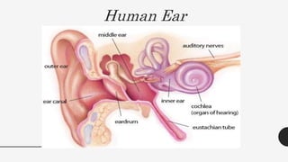 Human Ear
 