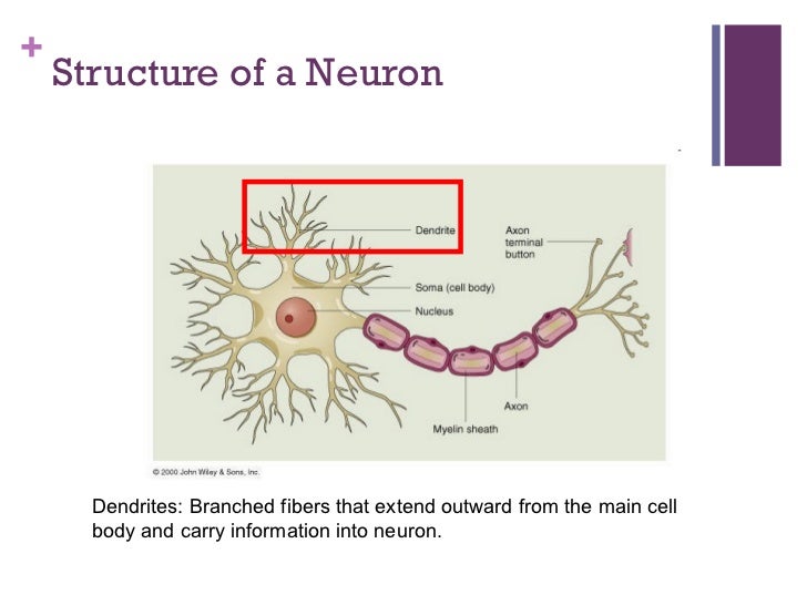 the process of forming new neurons within the brain is called the process of forming new neurons within the brain is called