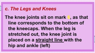 c. The Legs and Knees
The knee joints sit on mark 6, as that
line corresponds to the bottom of
the kneecaps. When the leg is
stretched out, the knee joint is
placed on a straight line with the
hip and ankle (left)
 