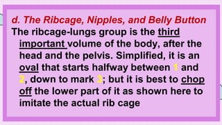 d. The Ribcage, Nipples, and Belly Button
The ribcage-lungs group is the third
important volume of the body, after the
head and the pelvis. Simplified, it is an
oval that starts halfway between 1 and
2, down to mark 3; but it is best to chop
off the lower part of it as shown here to
imitate the actual rib cage
 