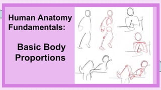 Human Anatomy
Fundamentals:
Basic Body
Proportions
 