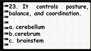 24. It controls activity and
though.
a. cerebellum
b.cerebrum
c. brainstem
 