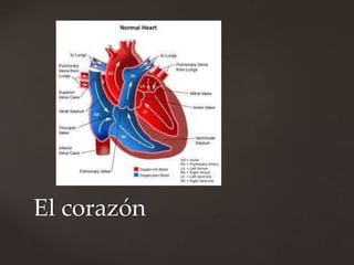 El corazón
 