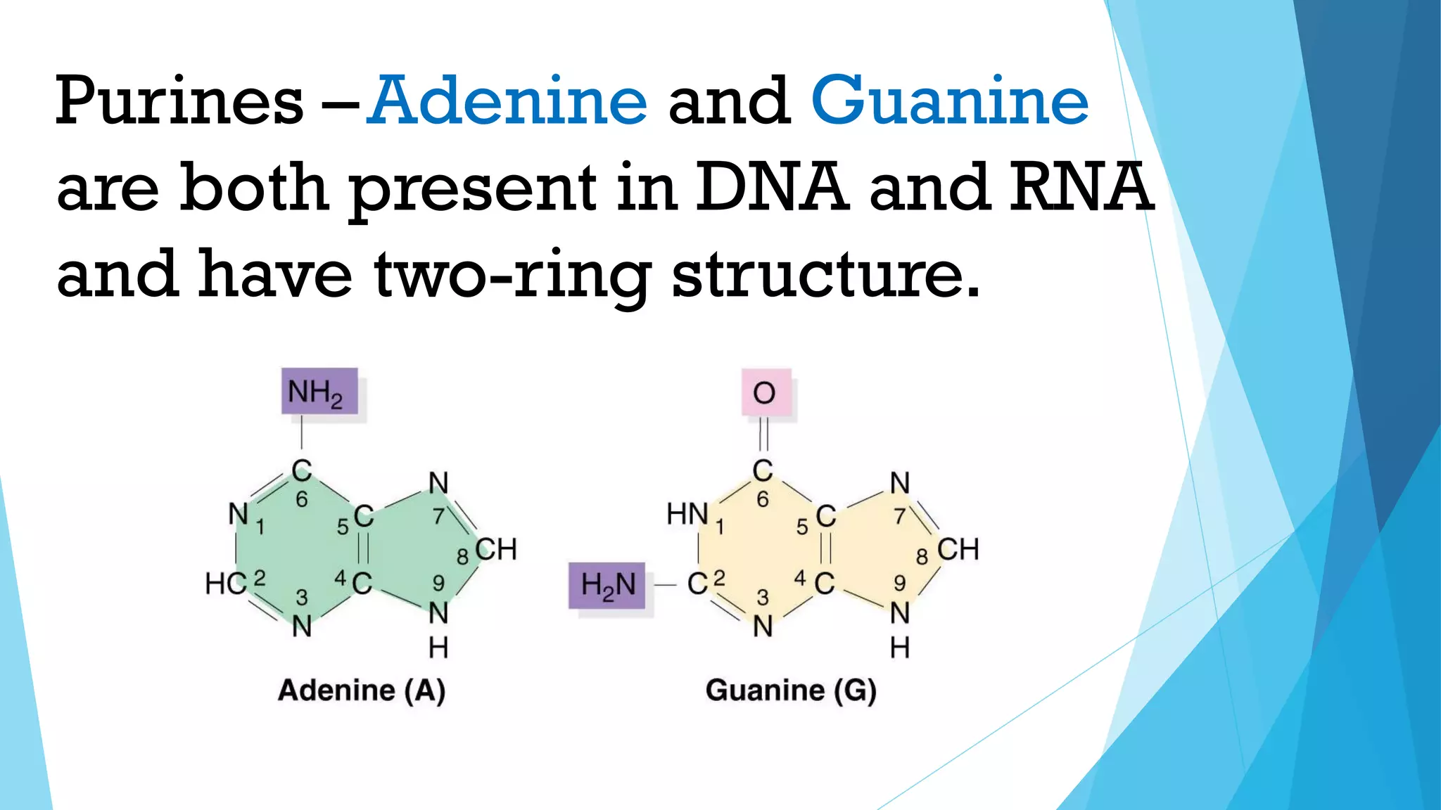 Purines –
are both present in DNA and RNA
and have two-ring structure.
Adenine and Guanine
 