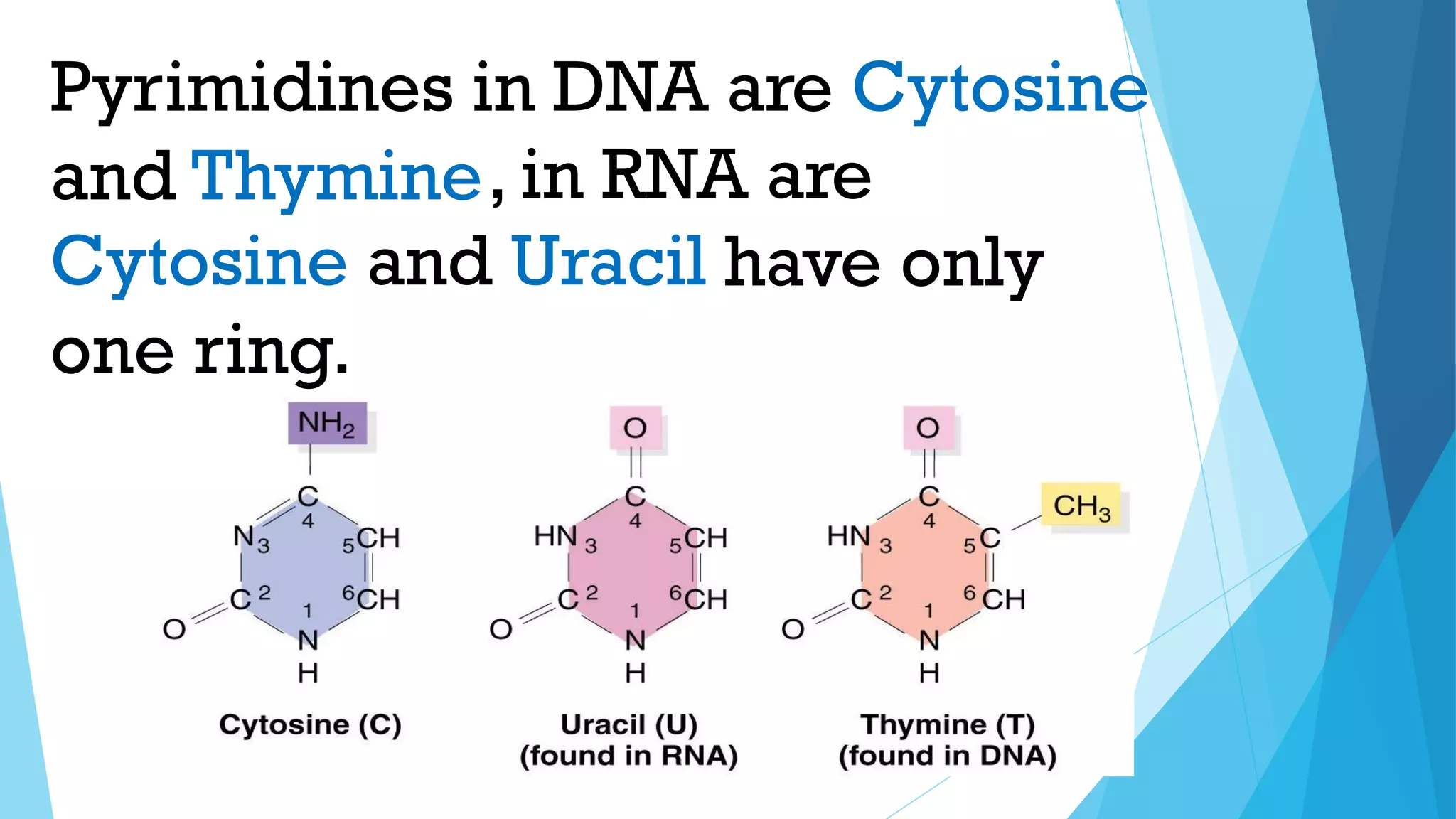 Pyrimidines in DNA are
, in RNA are
have only
one ring.
Cytosine
and Thymine
Cytosine and Uracil
 
