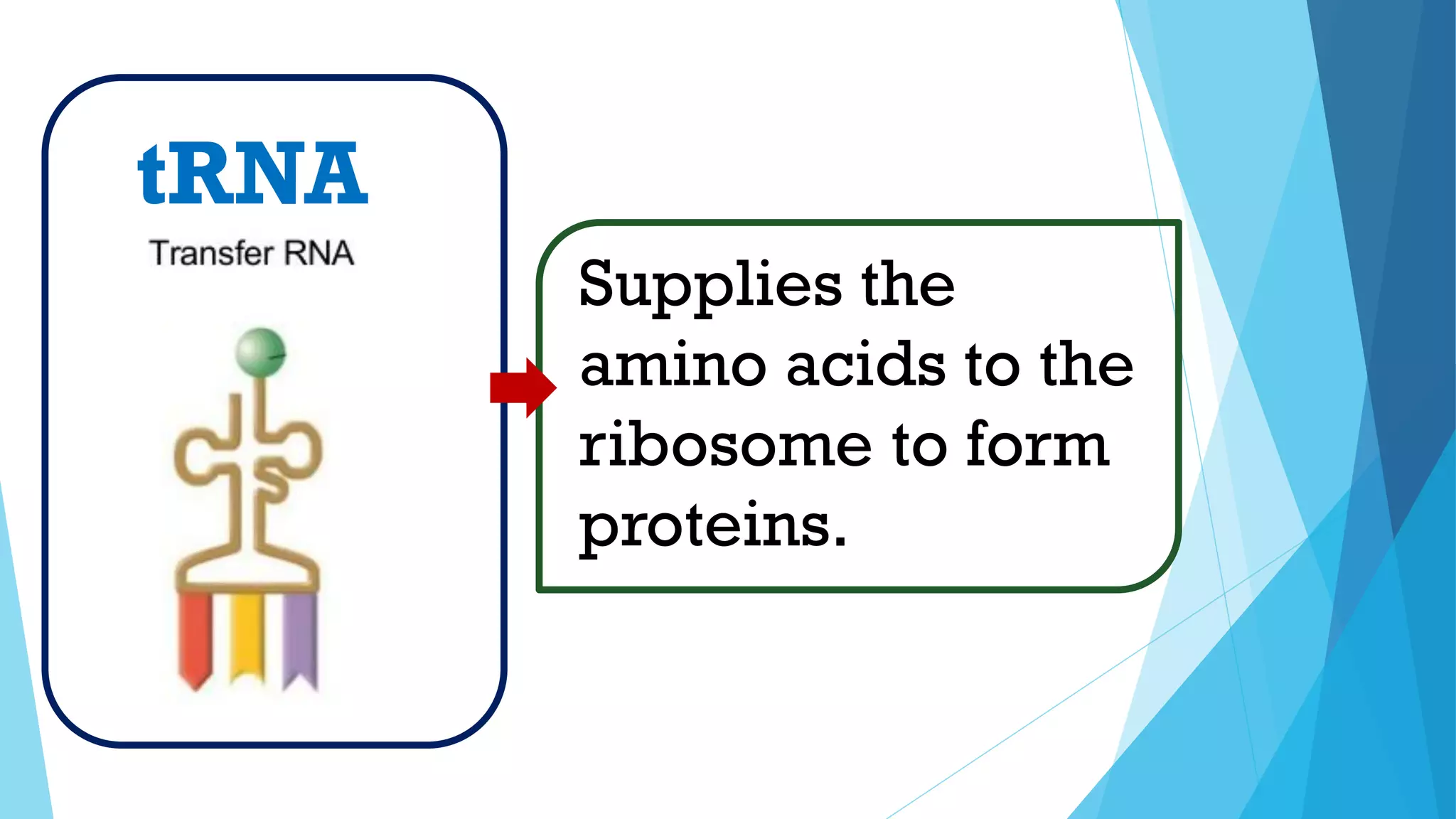 Supplies the
amino acids to the
ribosome to form
proteins.
tRNA
 