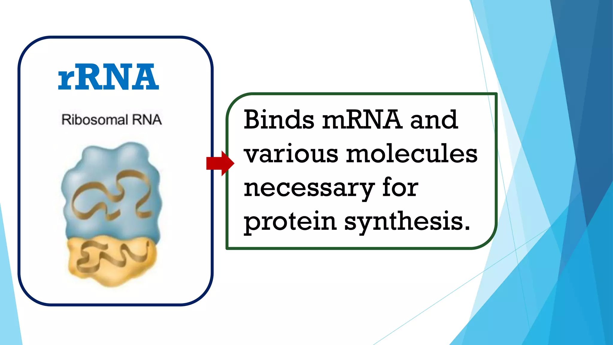 Binds mRNA and
various molecules
necessary for
protein synthesis.
rRNA
 