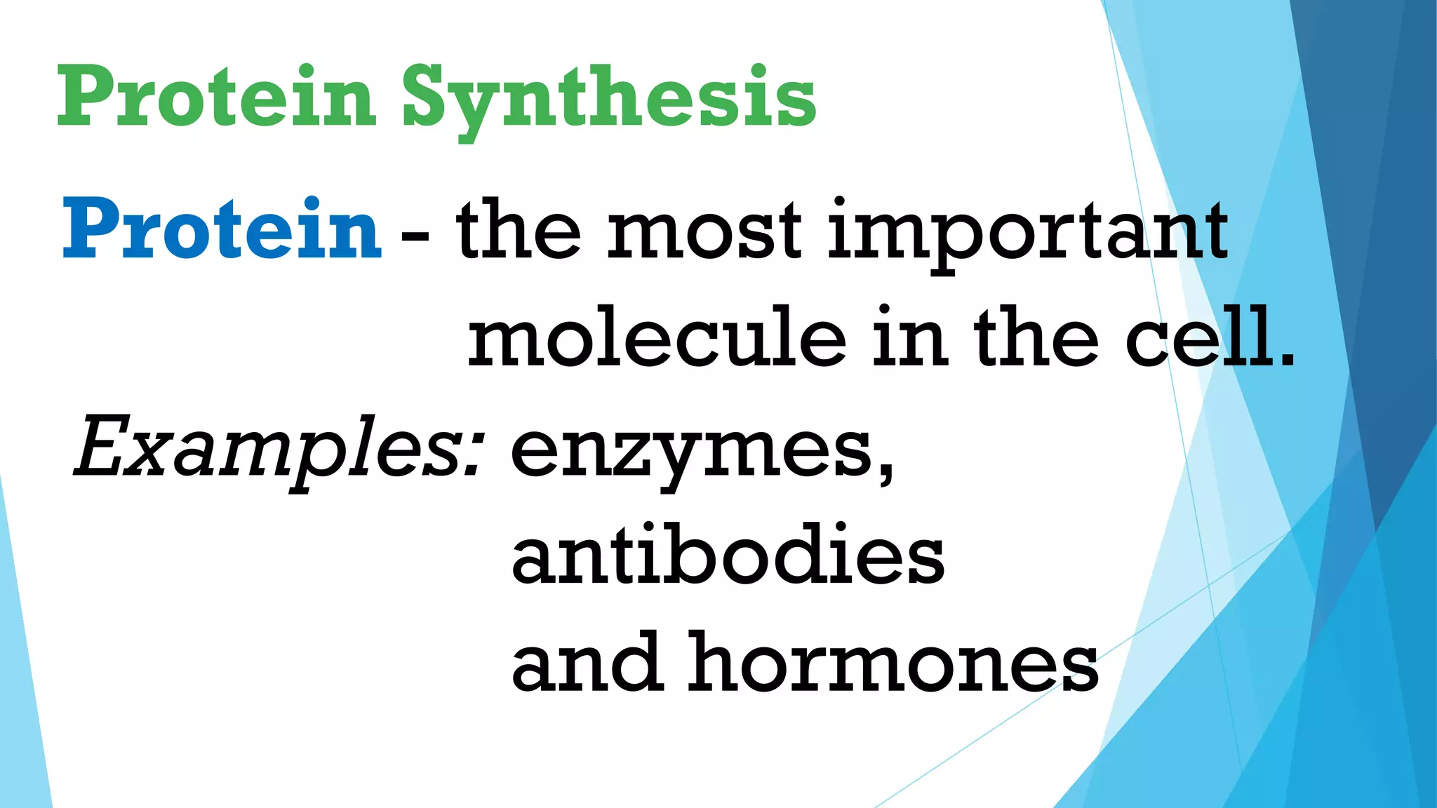 Protein Synthesis
- the most important
molecule in the cell.
enzymes,
antibodies
and hormones
Protein
Examples:
 