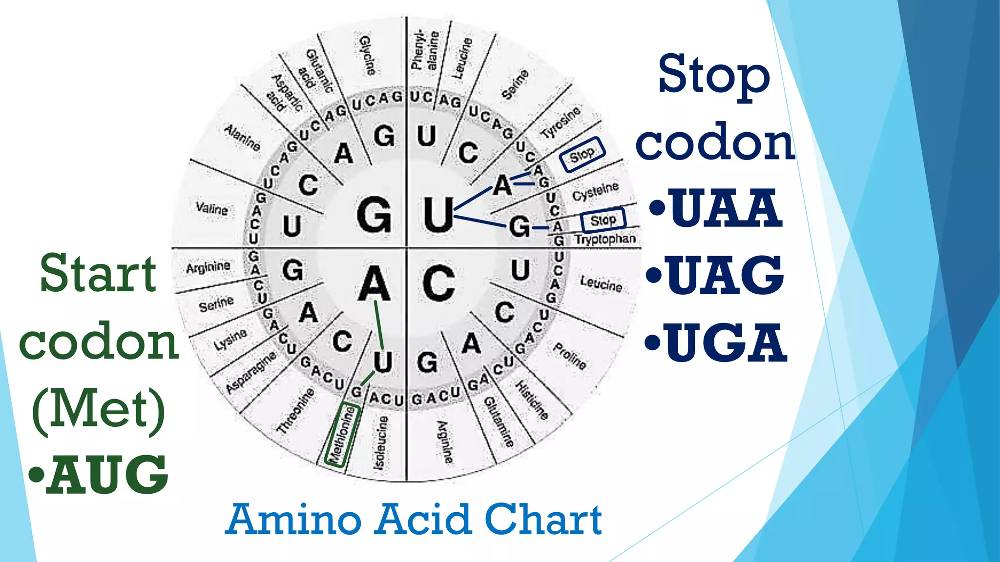 Amino Acid Chart
Start
codon
(Met)
•AUG
Stop
codon
•UAA
•UAG
•UGA
 