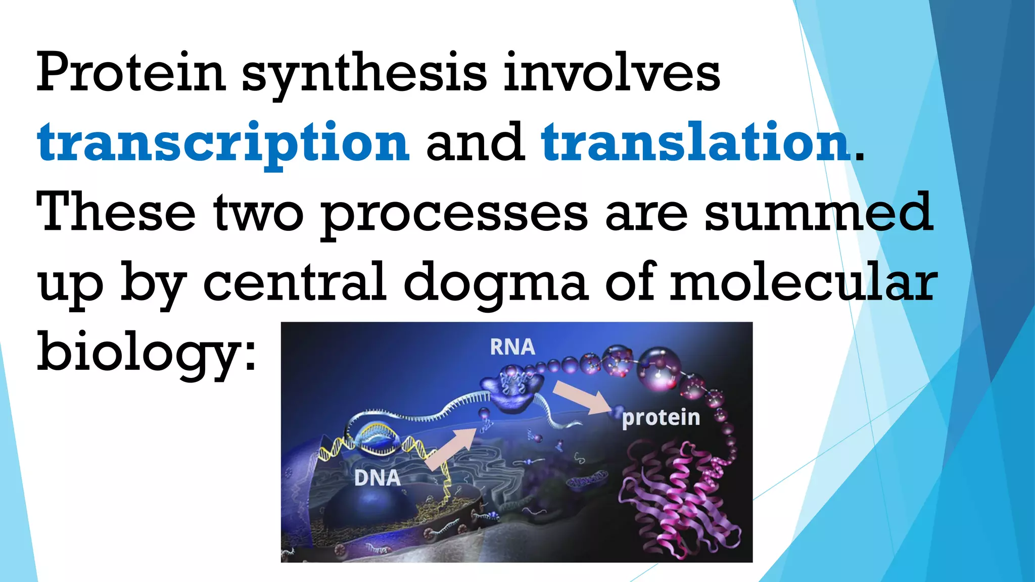 Protein synthesis involves
transcription and translation.
These two processes are summed
up by central dogma of molecular
biology:
 
