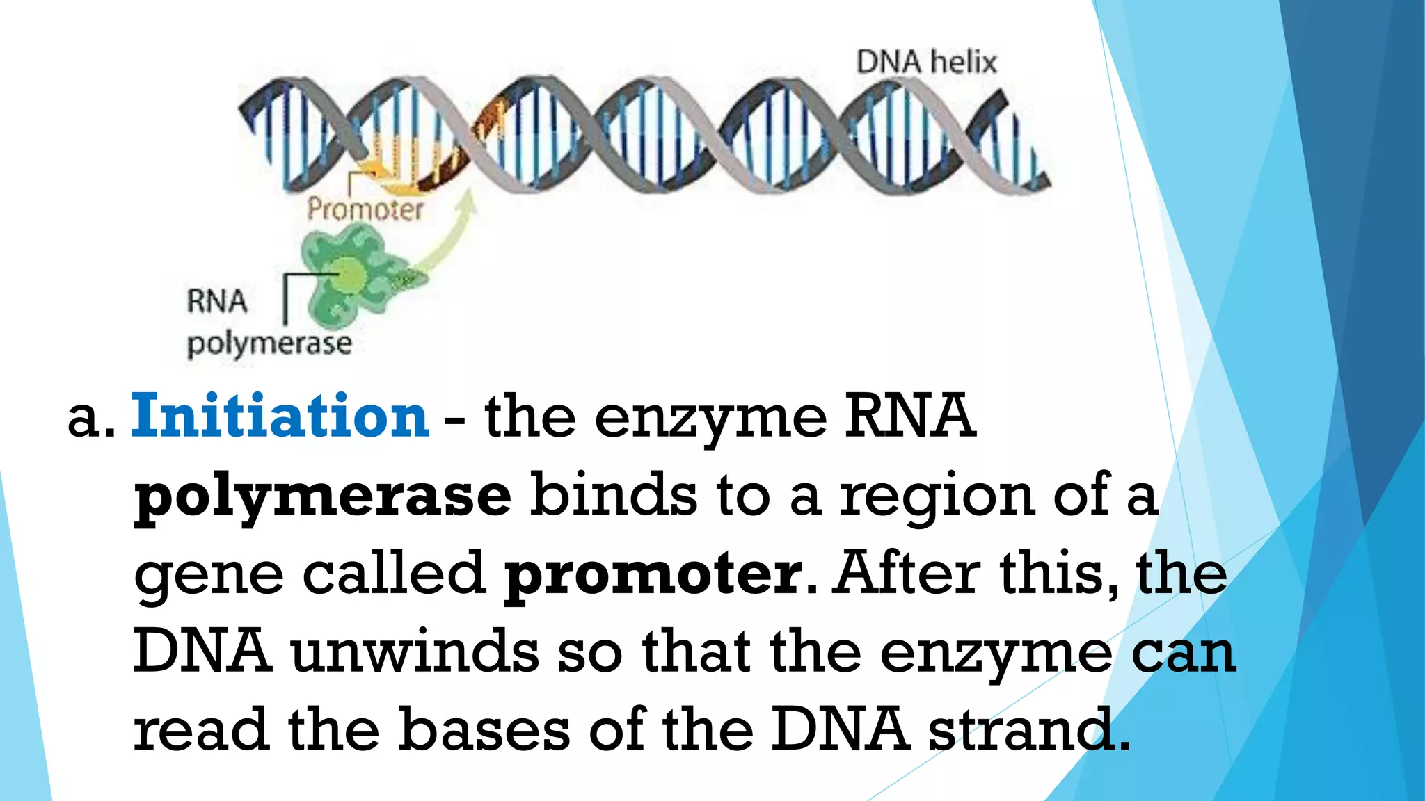 - the enzyme RNA
polymerase binds to a region of a
gene called promoter. After this, the
DNA unwinds so that the enzyme can
read the bases of the DNA strand.
a. Initiation
 