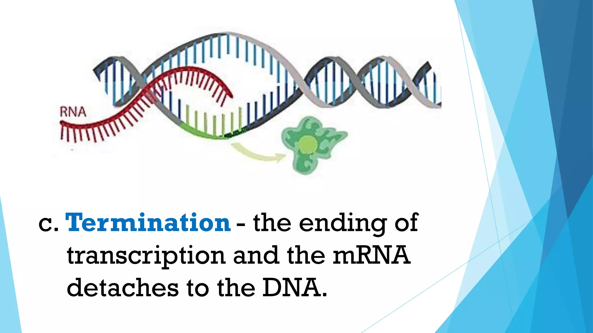 - the ending of
transcription and the mRNA
detaches to the DNA.
c. Termination
 