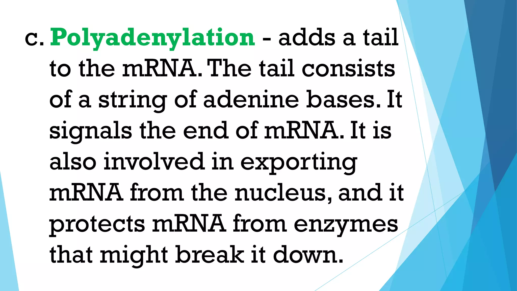 - adds a tail
to the mRNA.The tail consists
of a string of adenine bases. It
signals the end of mRNA. It is
also involved in exporting
mRNA from the nucleus, and it
protects mRNA from enzymes
that might break it down.
c. Polyadenylation
 