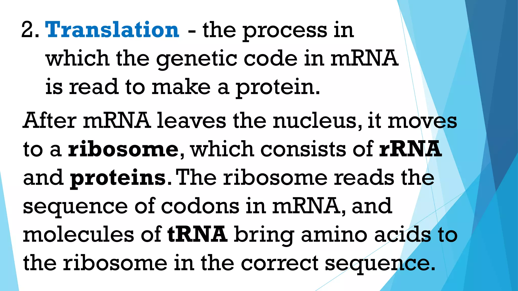 - the process in
which the genetic code in mRNA
is read to make a protein.
2. Translation
After mRNA leaves the nucleus, it moves
to a ribosome, which consists of rRNA
and proteins.The ribosome reads the
sequence of codons in mRNA, and
molecules of tRNA bring amino acids to
the ribosome in the correct sequence.
 