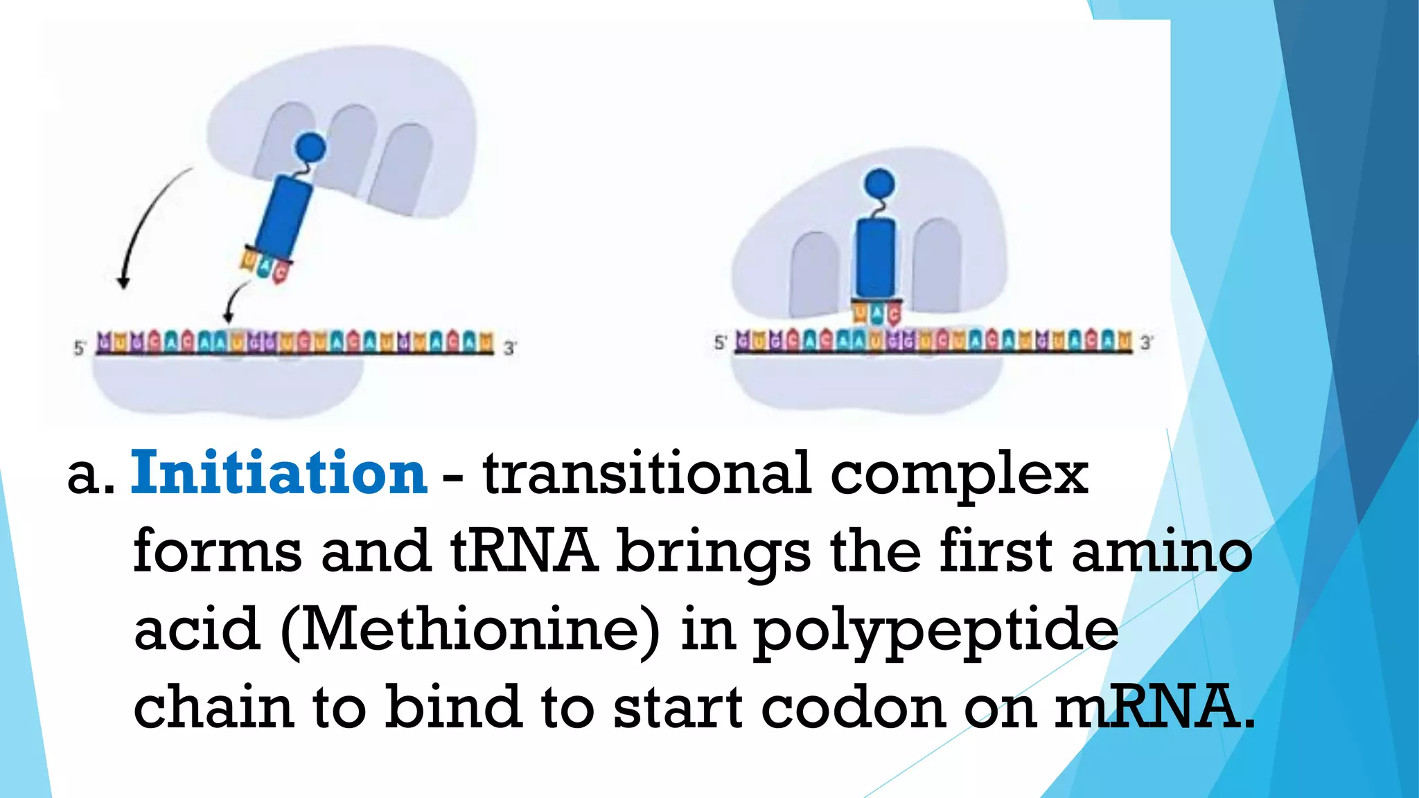 - transitional complex
forms and tRNA brings the first amino
acid (Methionine) in polypeptide
chain to bind to start codon on mRNA.
a. Initiation
 