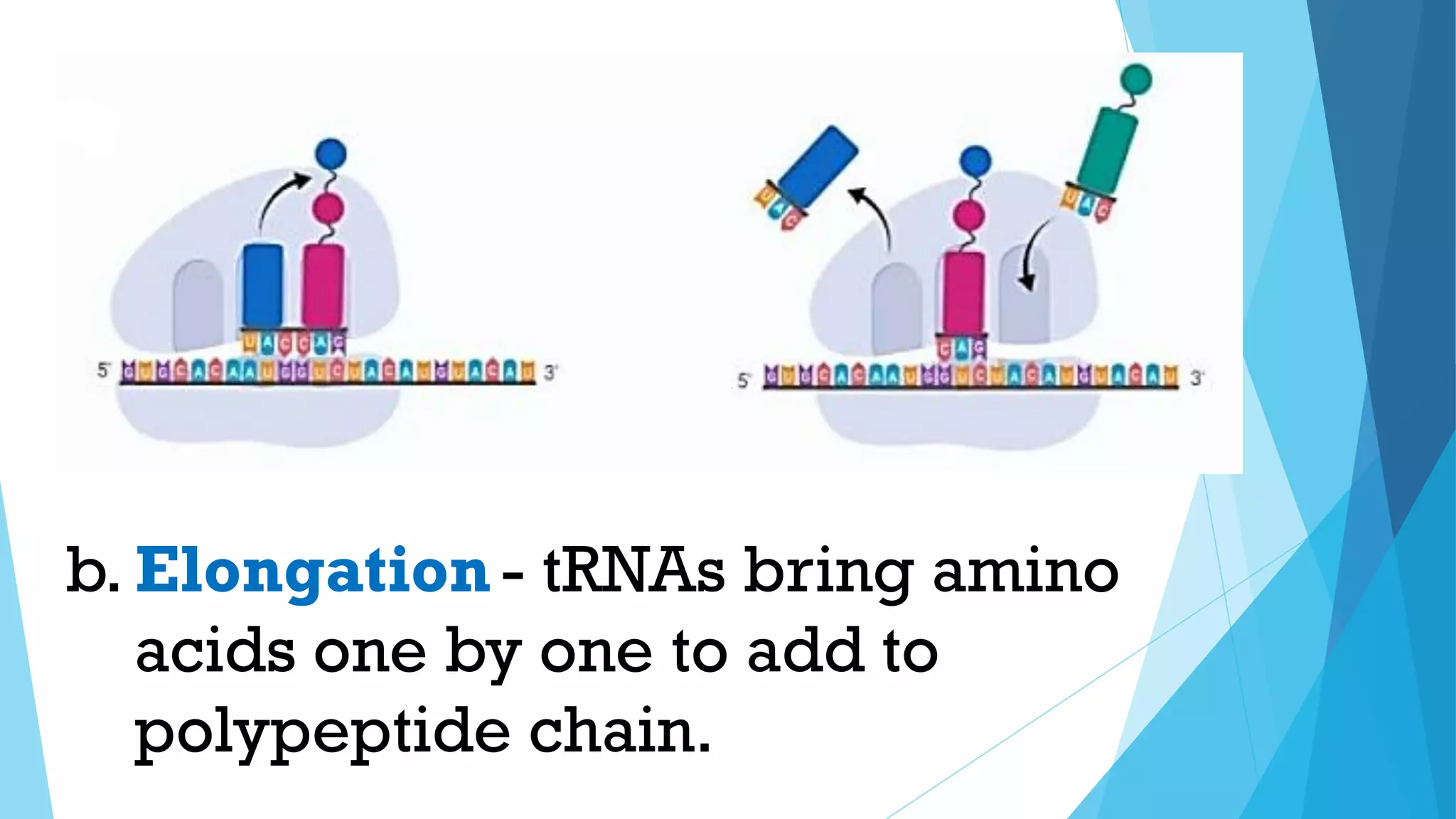 - tRNAs bring amino
acids one by one to add to
polypeptide chain.
b. Elongation
 