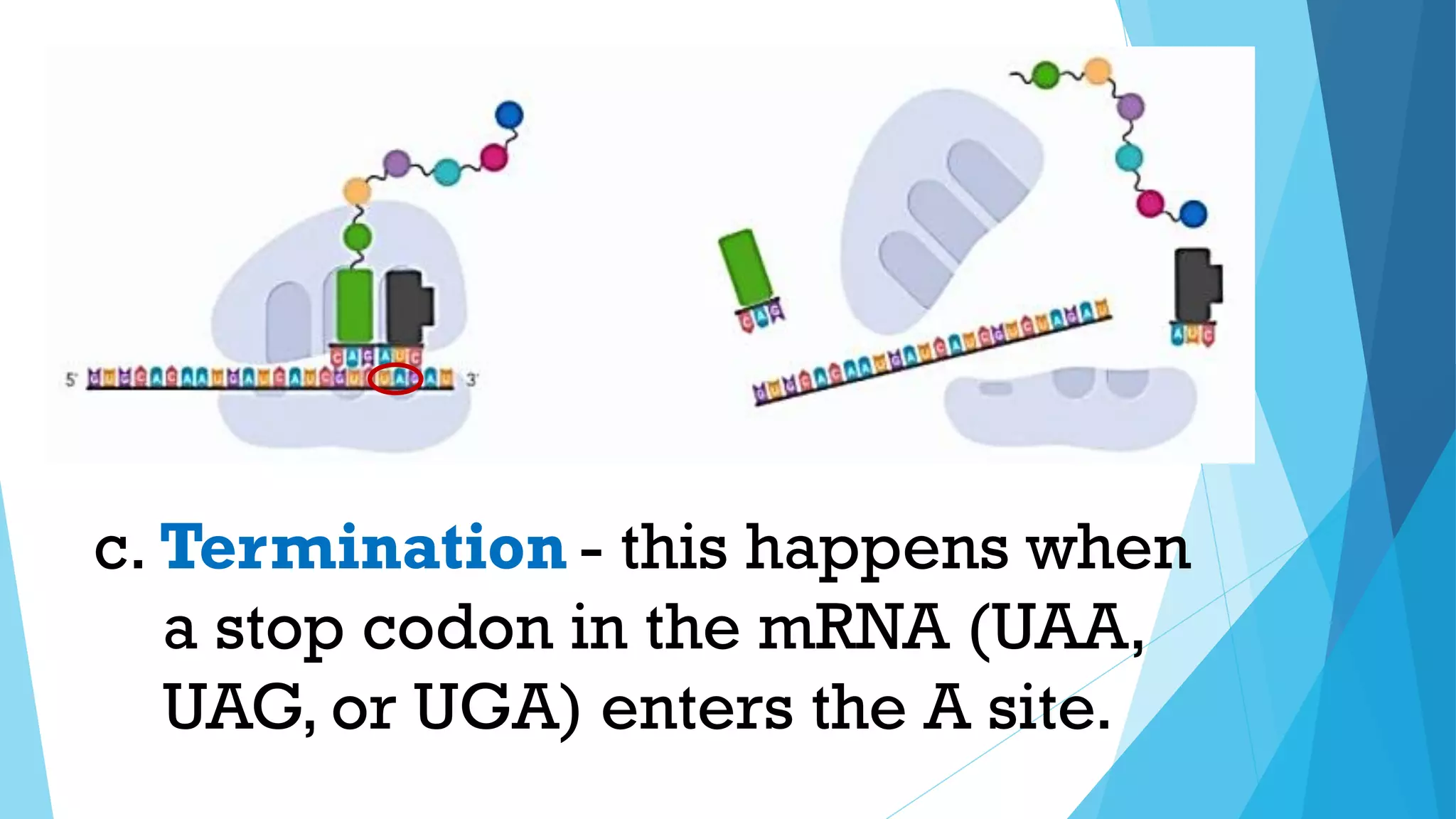 - this happens when
a stop codon in the mRNA (UAA,
UAG, or UGA) enters the A site.
c. Termination
 