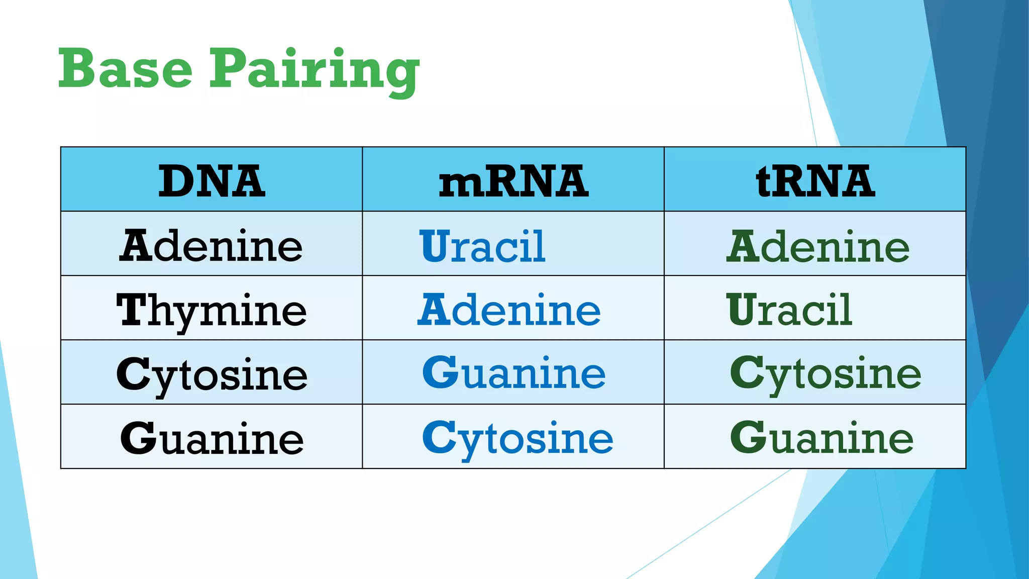 Base Pairing
DNA mRNA tRNA
Adenine
Thymine
Cytosine
Guanine
Uracil Adenine
Adenine Uracil
Guanine Cytosine
Cytosine Guanine
 