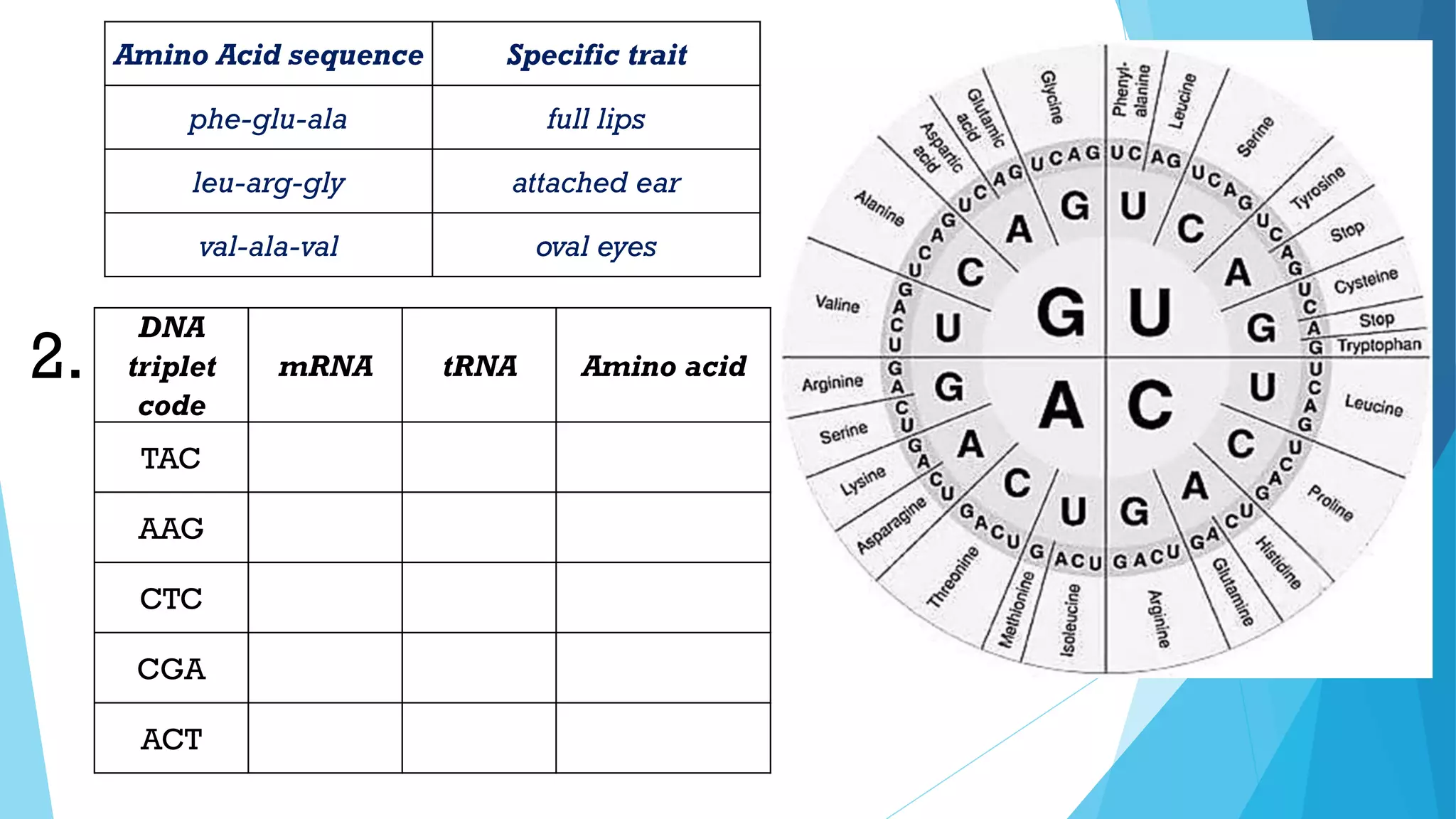 Amino Acid sequence Specific trait
phe-glu-ala full lips
leu-arg-gly attached ear
val-ala-val oval eyes
DNA
triplet
code
mRNA tRNA Amino acid
TAC
AAG
CTC
CGA
ACT
2.
 