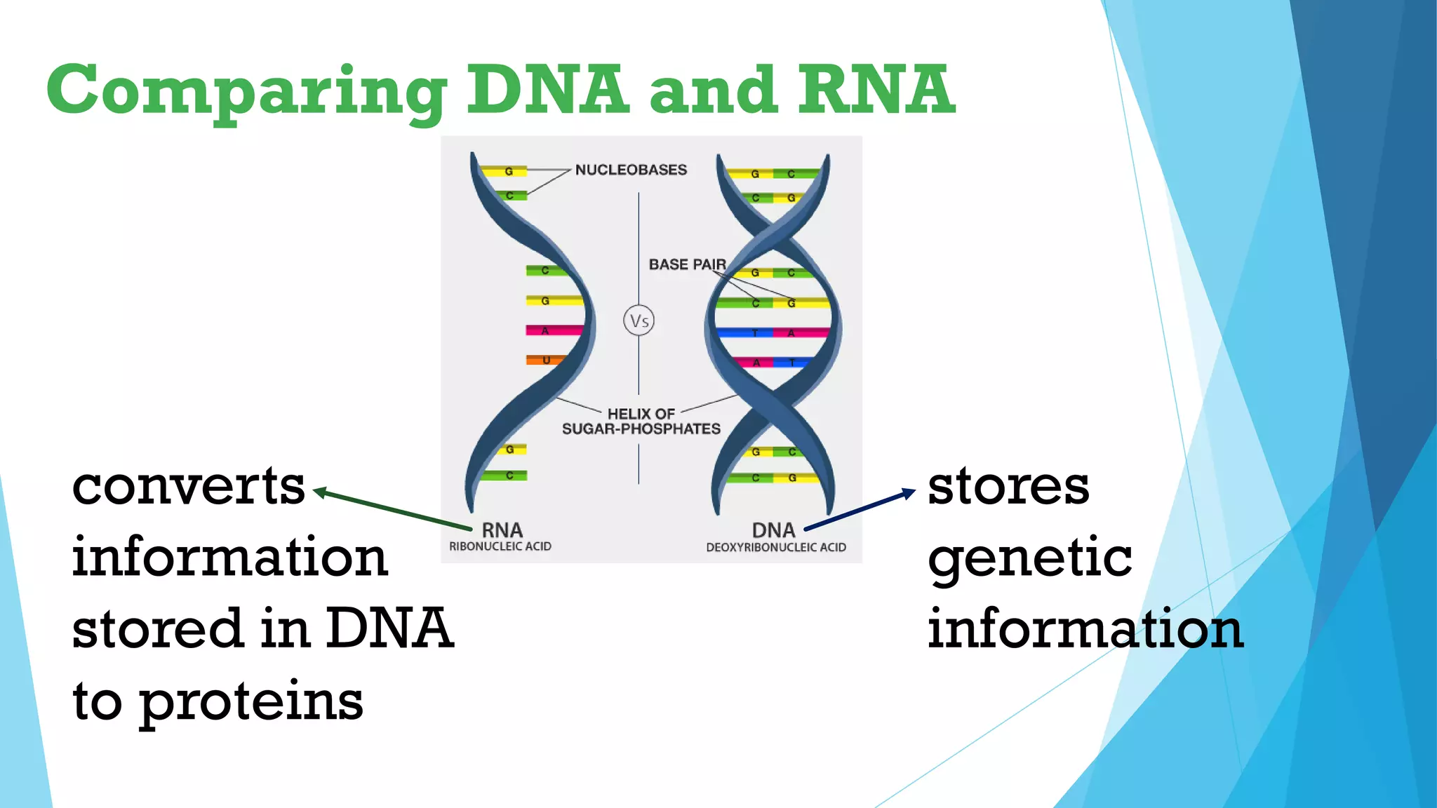 Comparing DNA and RNA
stores
genetic
information
converts
information
stored in DNA
to proteins
 