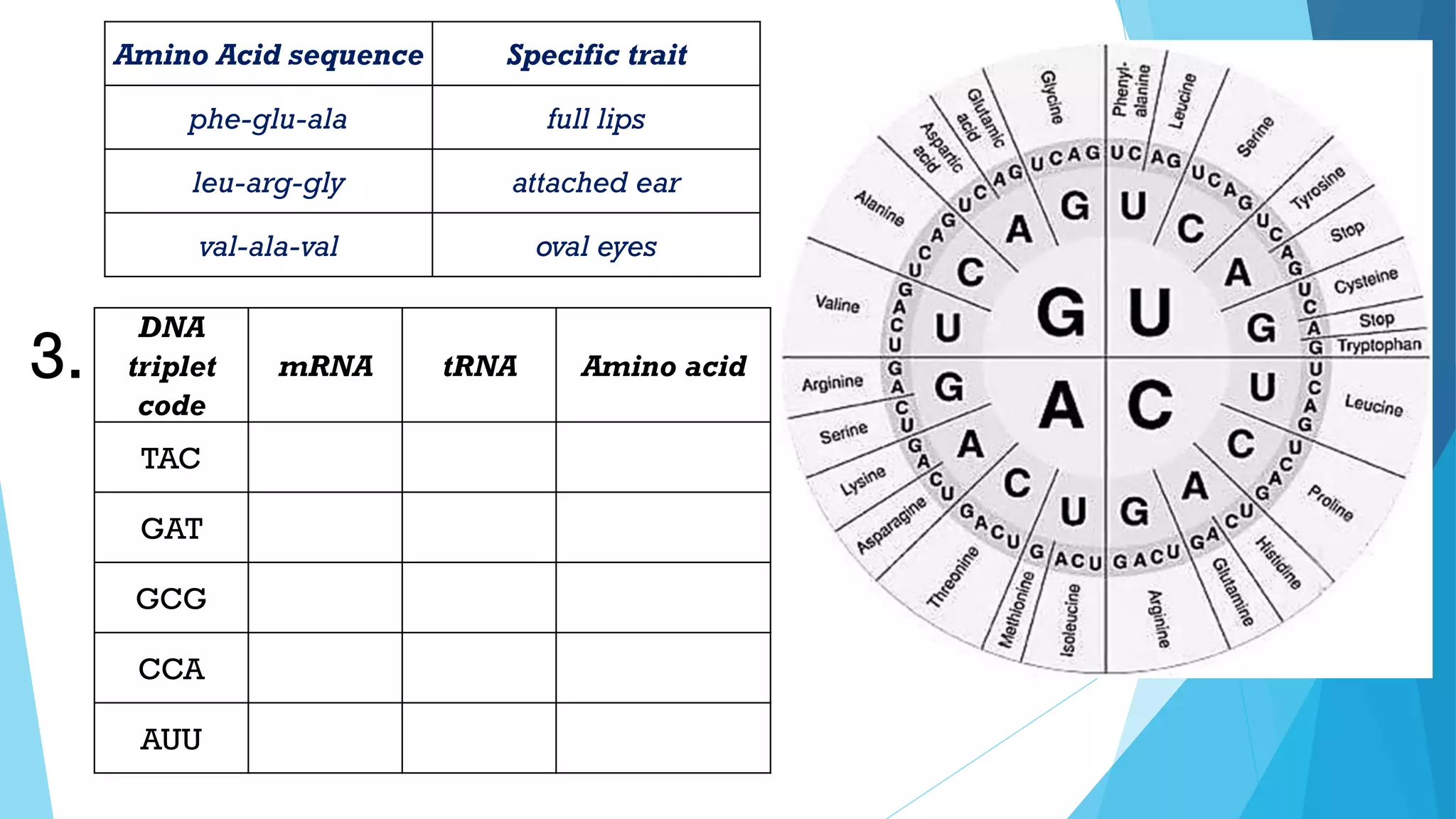Amino Acid sequence Specific trait
phe-glu-ala full lips
leu-arg-gly attached ear
val-ala-val oval eyes
DNA
triplet
code
mRNA tRNA Amino acid
TAC
GAT
GCG
CCA
AUU
3.
 