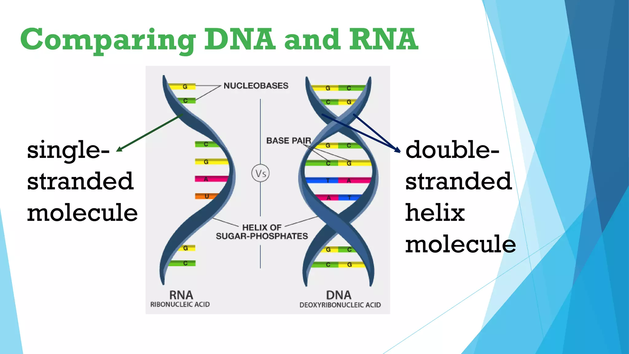 Comparing DNA and RNA
double-
stranded
helix
molecule
single-
stranded
molecule
 