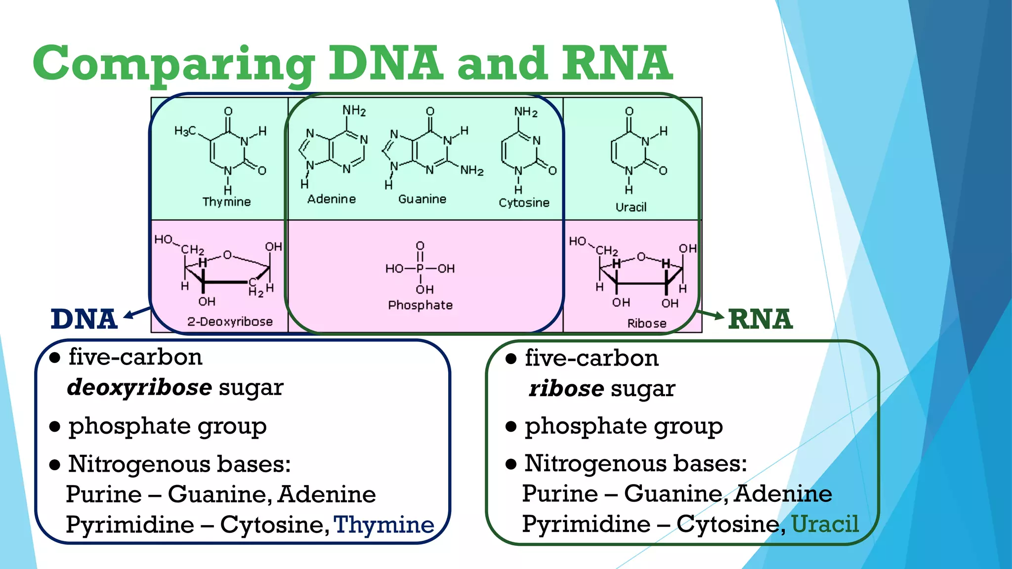 Comparing DNA and RNA
DNA RNA
● five-carbon
deoxyribose sugar
● phosphate group
● Nitrogenous bases:
Purine – Guanine, Adenine
Pyrimidine – Cytosine,Thymine
● five-carbon
ribose sugar
● phosphate group
● Nitrogenous bases:
Purine – Guanine, Adenine
Pyrimidine – Cytosine, Uracil
 