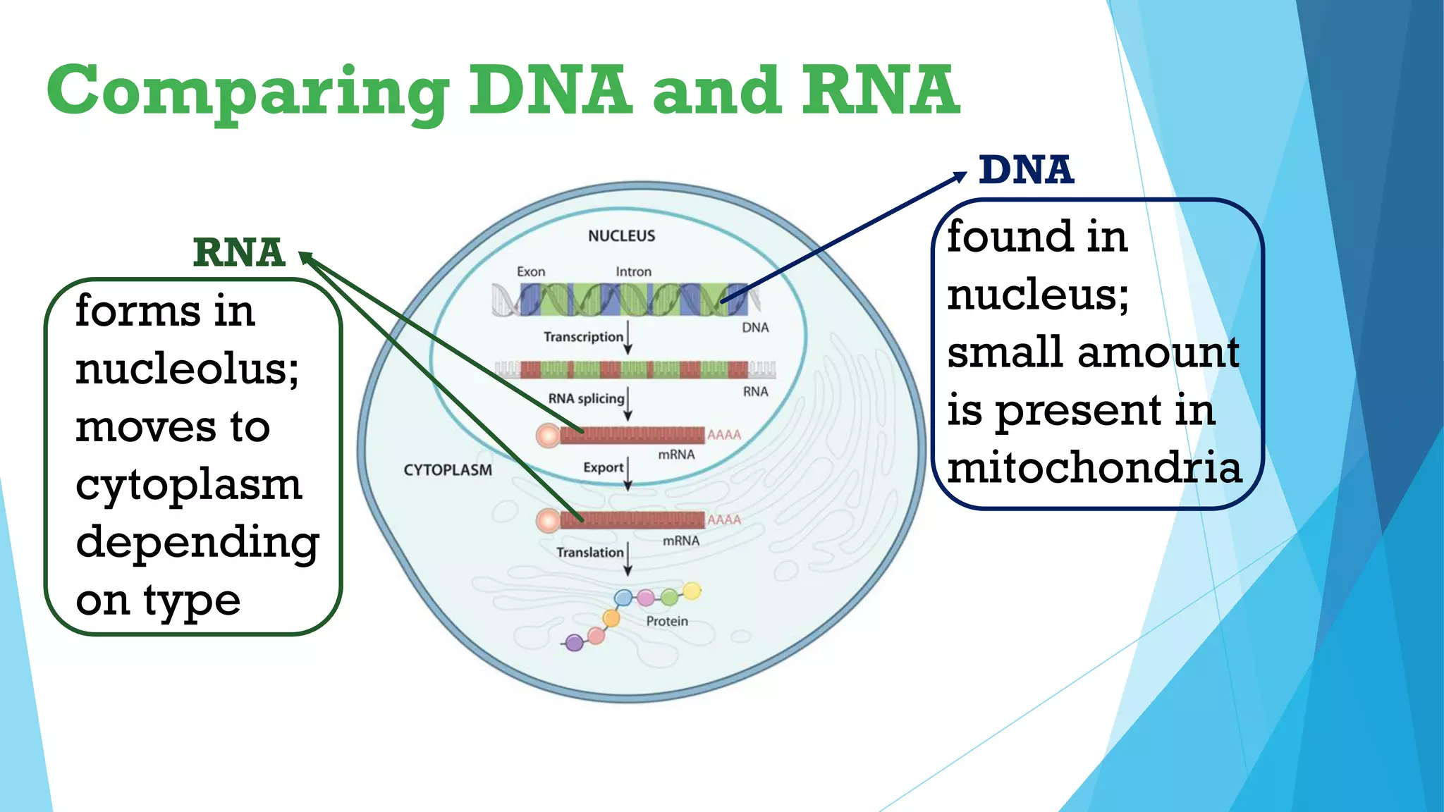 DNA
RNA found in
nucleus;
small amount
is present in
mitochondria
forms in
nucleolus;
moves to
cytoplasm
depending
on type
Comparing DNA and RNA
 