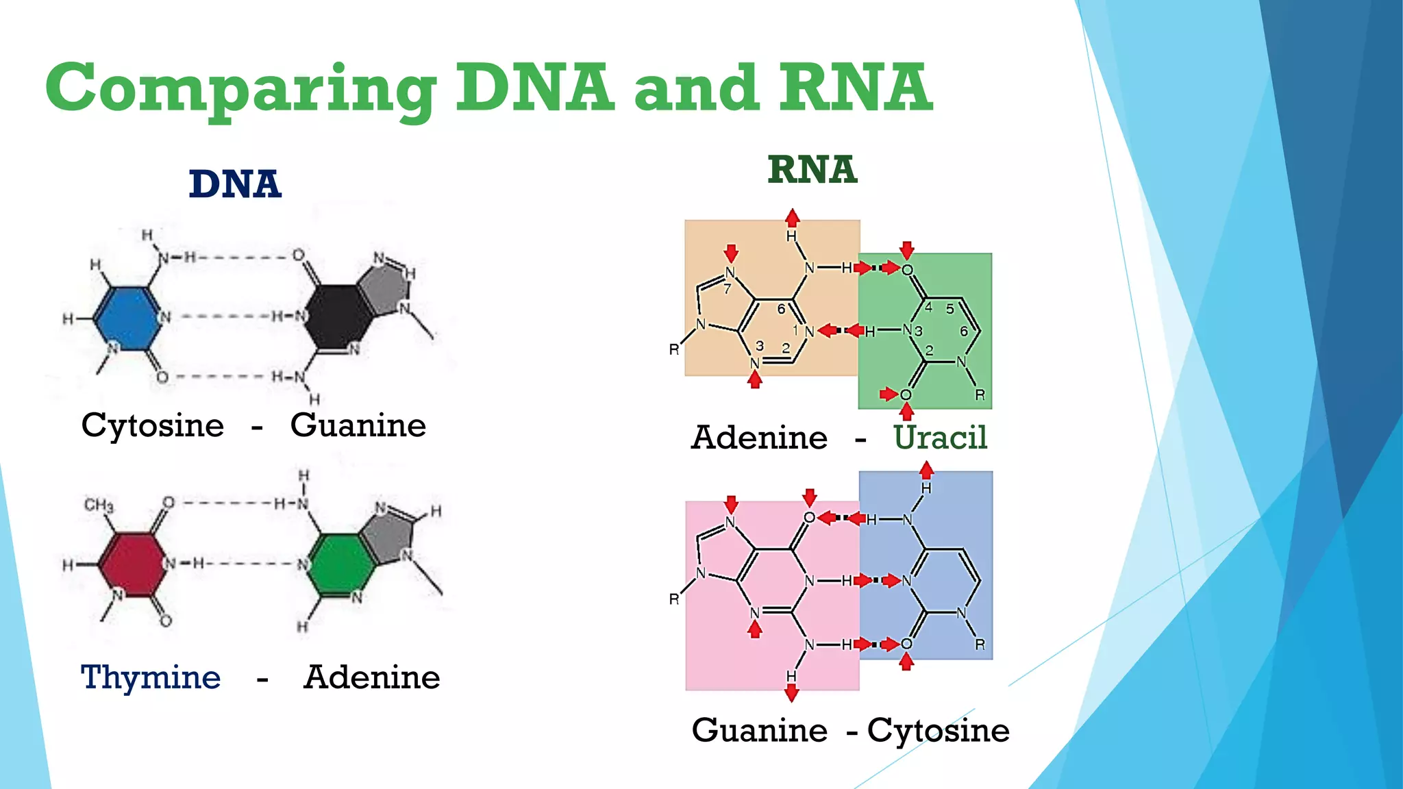 Comparing DNA and RNA
RNA
DNA
Cytosine - Guanine
Thymine - Adenine
Guanine - Cytosine
Adenine - Uracil
 
