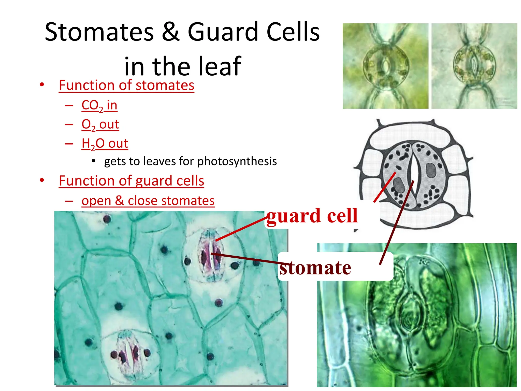 QUARTER 4 LESSON-2-PHOTOSYNTHESIS PPT FOR GENBIO | PPT