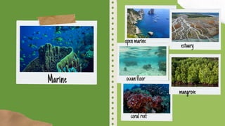 oceanfloor
Marine
openmarine
coralreef
estuary
mangrove
 