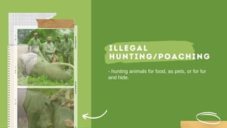 ILLEGAL
HUNTING/POACHING
- hunting animals for food, as pets, or for fur
and hide.
 