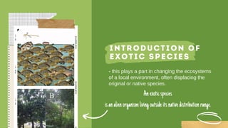 Introduction of
exotic species
- this plays a part in changing the ecosystems
of a local environment, often displacing the
original or native species.
Anexoticspecies
isanalienorganismlivingoutsideitsnativedistributionrange.
 