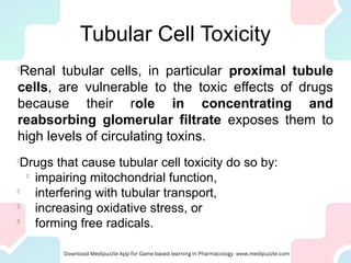 Tubular Cell Toxicity
l
Renal tubular cells, in particular proximal tubule
cells, are vulnerable to the toxic effects of drugs
because their role in concentrating and
reabsorbing glomerular filtrate exposes them to
high levels of circulating toxins.
l
Drugs that cause tubular cell toxicity do so by:

impairing mitochondrial function,

interfering with tubular transport,

increasing oxidative stress, or

forming free radicals.
 