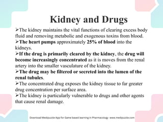 Kidney and Drugs
The kidney maintains the vital functions of clearing excess body
fluid and removing metabolic and exogenous toxins from blood.
The heart pumps approximately 25% of blood into the
kidneys.
If the drug is primarily cleared by the kidney, the drug will
become increasingly concentrated as it is moves from the renal
artery into the smaller vasculature of the kidney.
The drug may be filtered or secreted into the lumen of the
renal tubules.
The concentrated drug exposes the kidney tissue to far greater
drug concentration per surface area.
The kidney is particularly vulnerable to drugs and other agents
that cause renal damage.
 