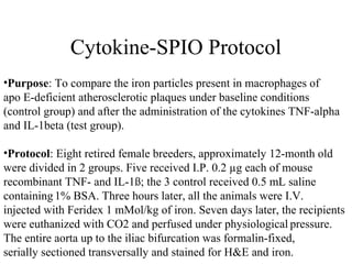 Cytokine-SPIO Protocol
•Purpose: To compare the iron particles present in macrophages of
apo E-deficient atherosclerotic plaques under baseline conditions
(control group) and after the administration of the cytokines TNF-alpha
and IL-1beta (test group).
•Protocol: Eight retired female breeders, approximately 12-month old
were divided in 2 groups. Five received I.P. 0.2 µg each of mouse
recombinant TNF- and IL-1ß; the 3 control received 0.5 mL saline
containing 1% BSA. Three hours later, all the animals were I.V.
injected with Feridex 1 mMol/kg of iron. Seven days later, the recipients
were euthanized with CO2 and perfused under physiological pressure.
The entire aorta up to the iliac bifurcation was formalin-fixed,
serially sectioned transversally and stained for H&E and iron.
 