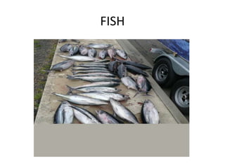 FISH
